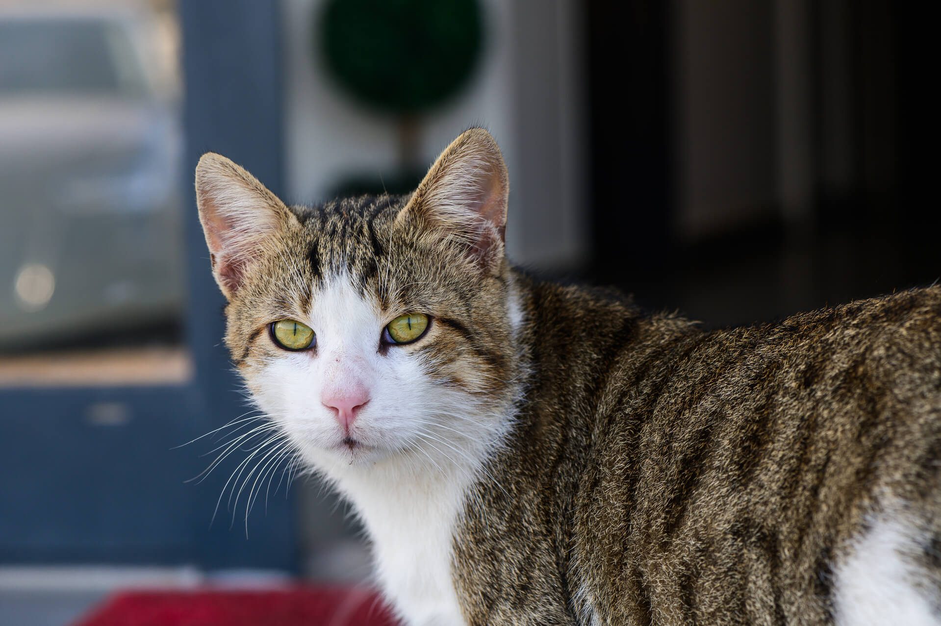 A tabby and white cat with green eyes stands indoors, looking directly at the camera.