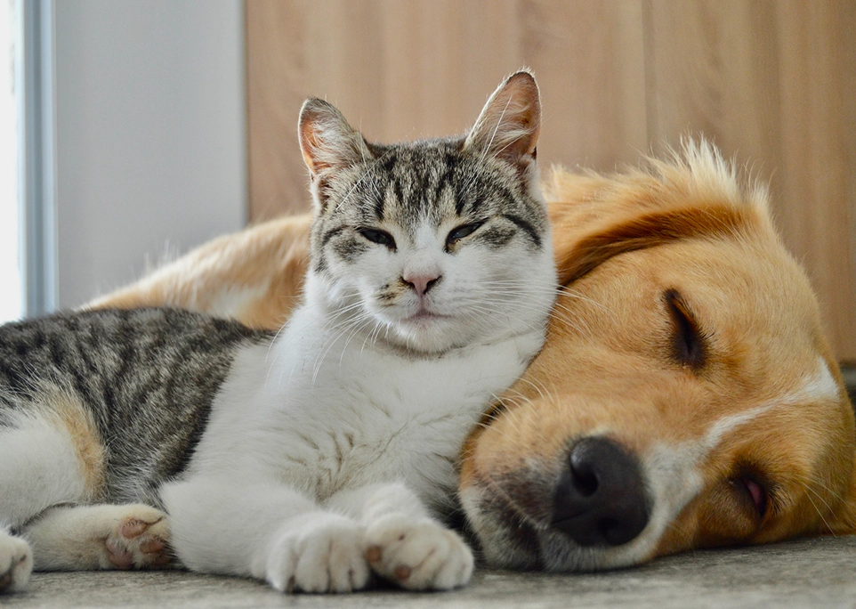 A cat and dog sleeping together on the floor.