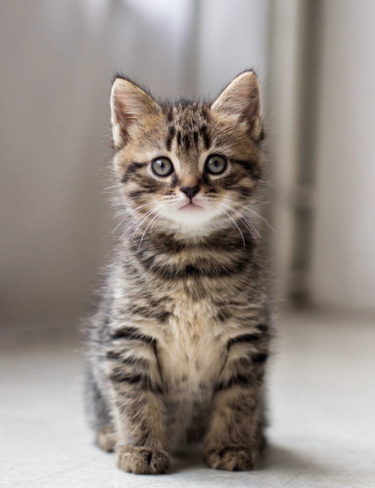 A cat sitting on the ground looking at the camera.