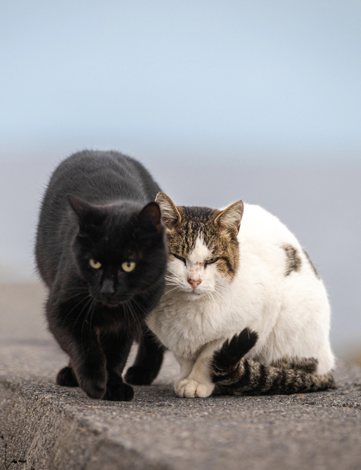 Two cats are sitting on the ground together.