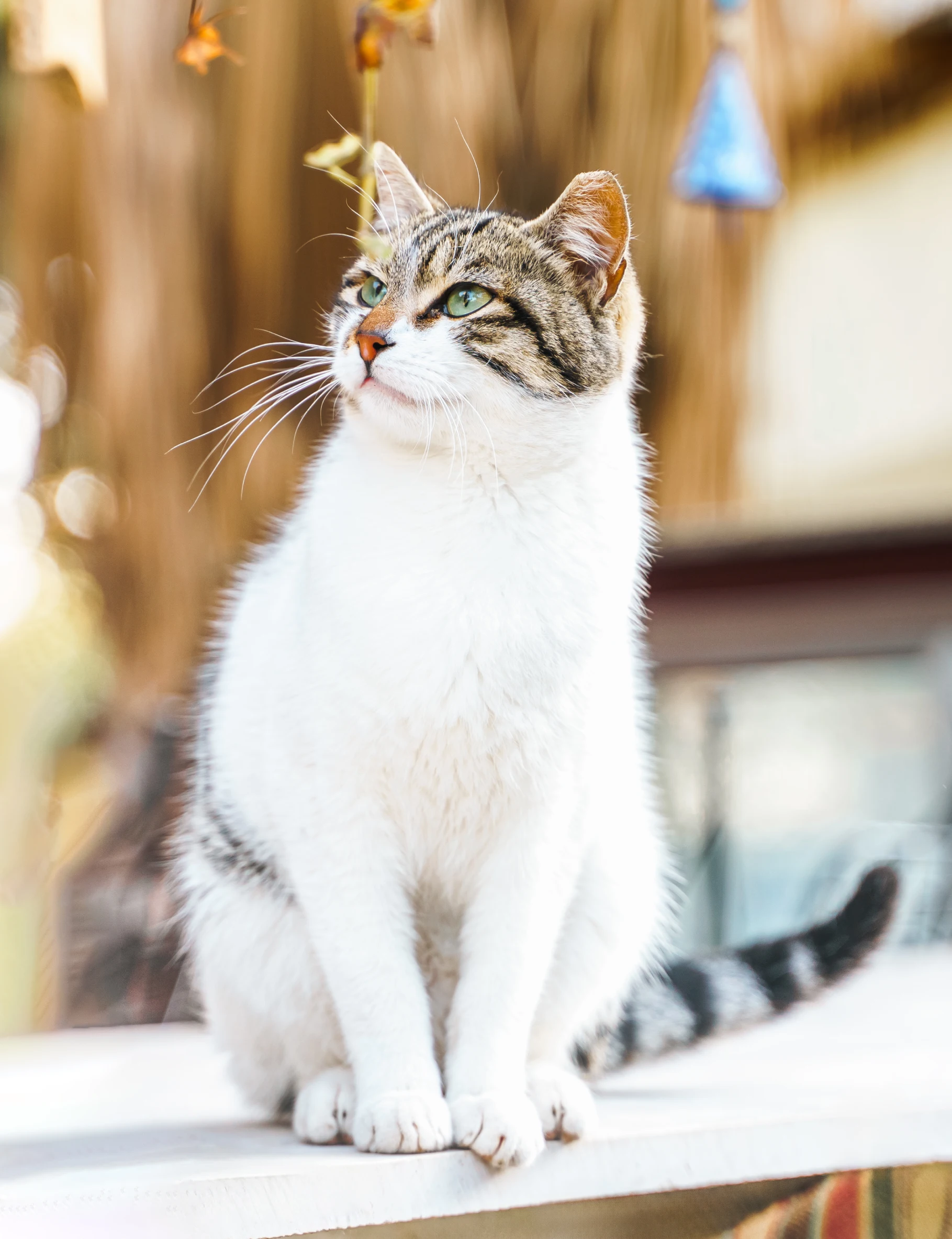 A cat sitting on top of the ground.