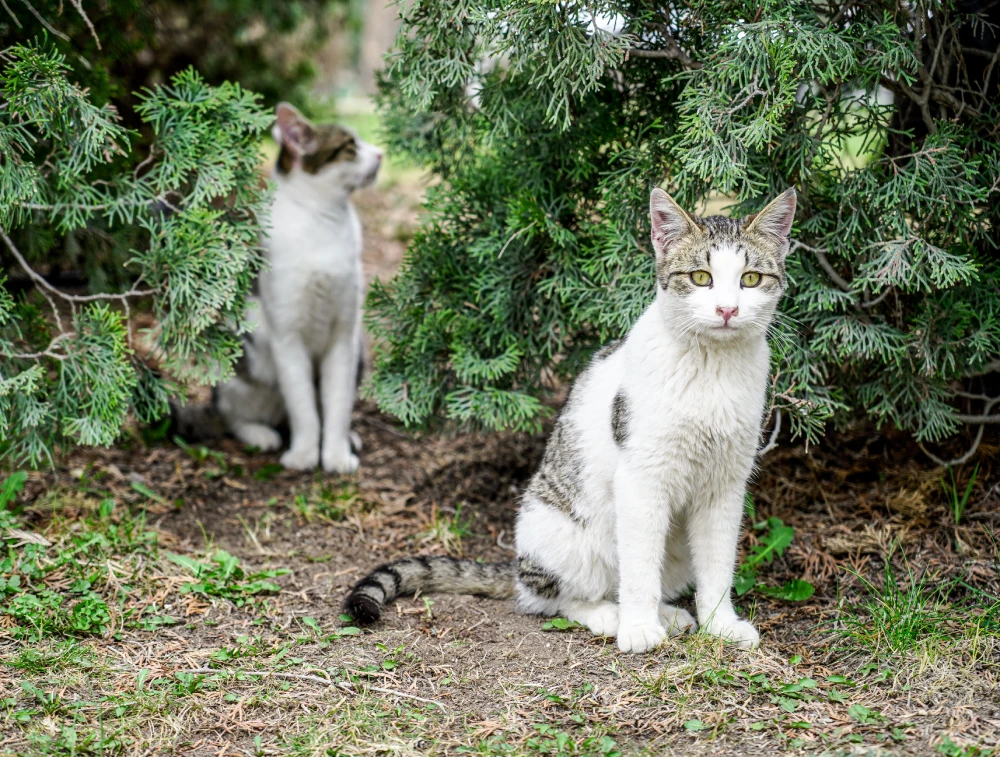 Two cats sitting in the grass next to a tree.