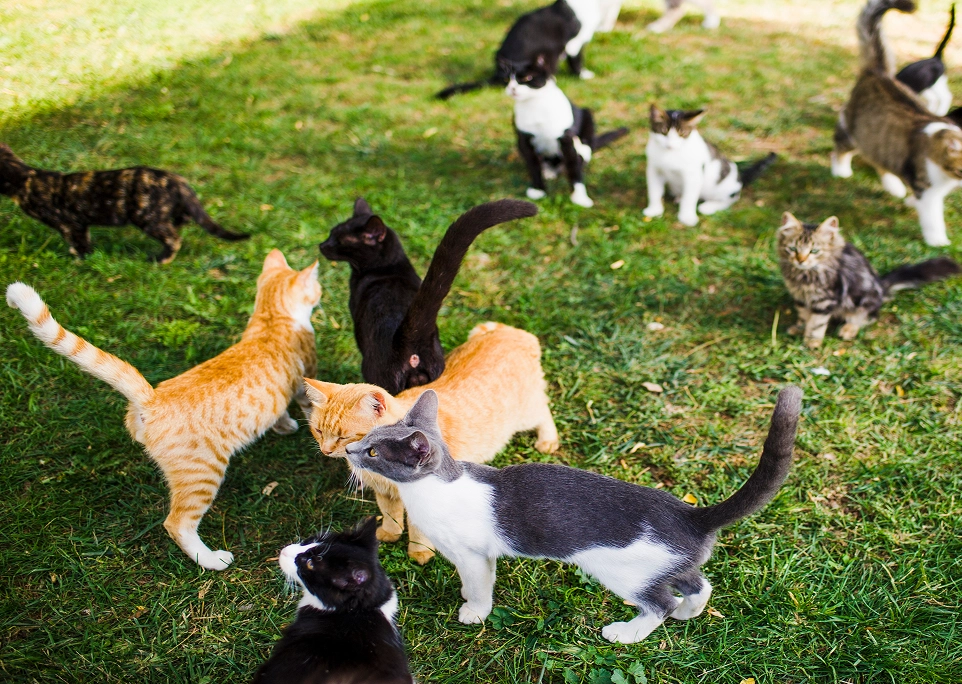 A group of cats standing on top of a grass covered field.