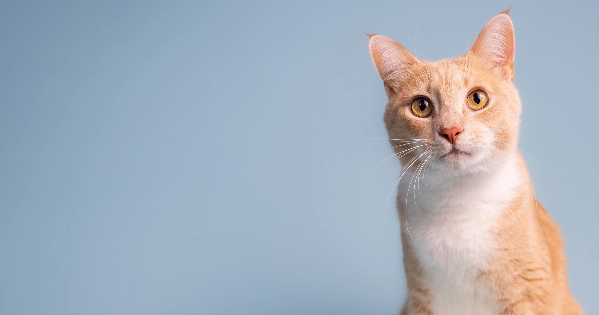 A cat is looking up at the camera.