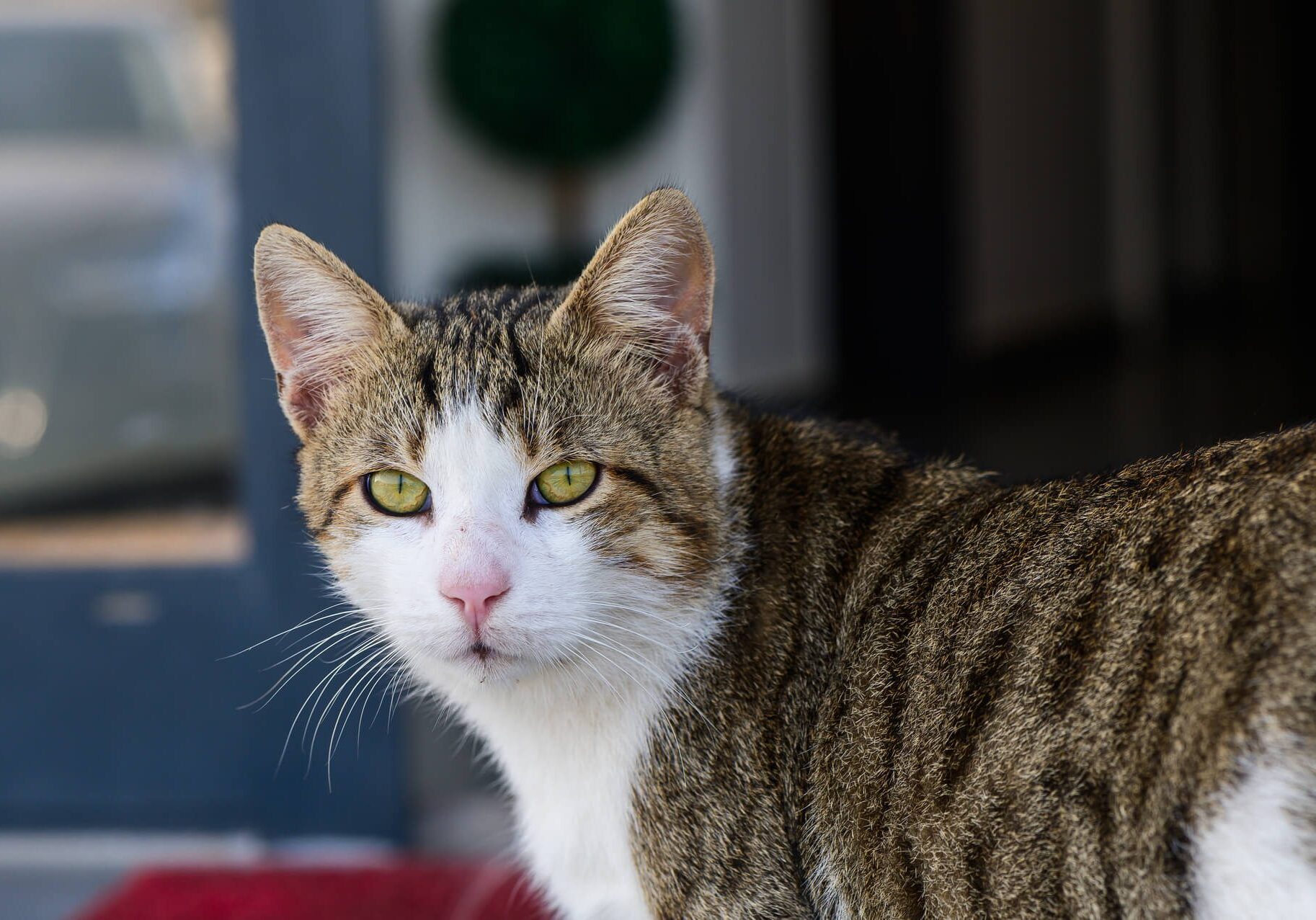 A tabby and white cat with green eyes stands indoors, looking directly at the camera.